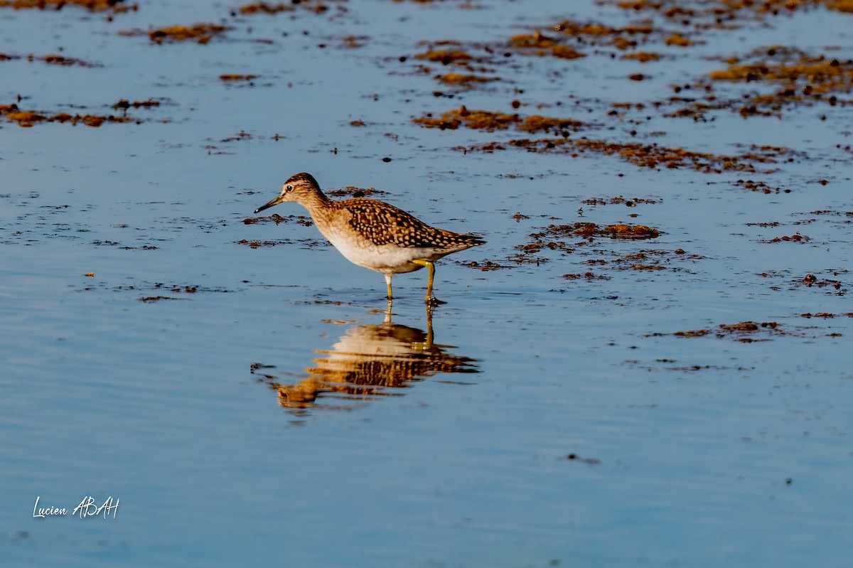 vodouš bahenní - ML644756806