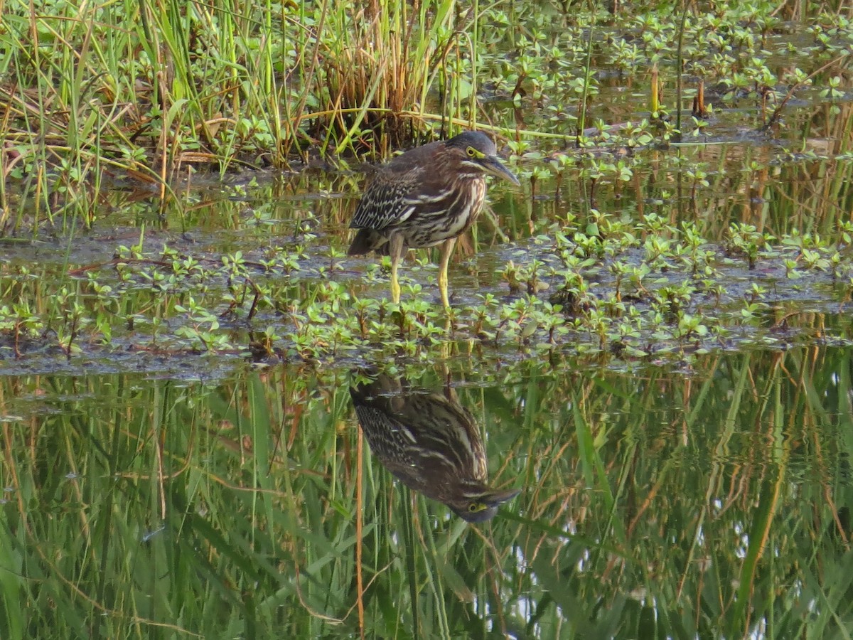 Héron vert - ML644756807