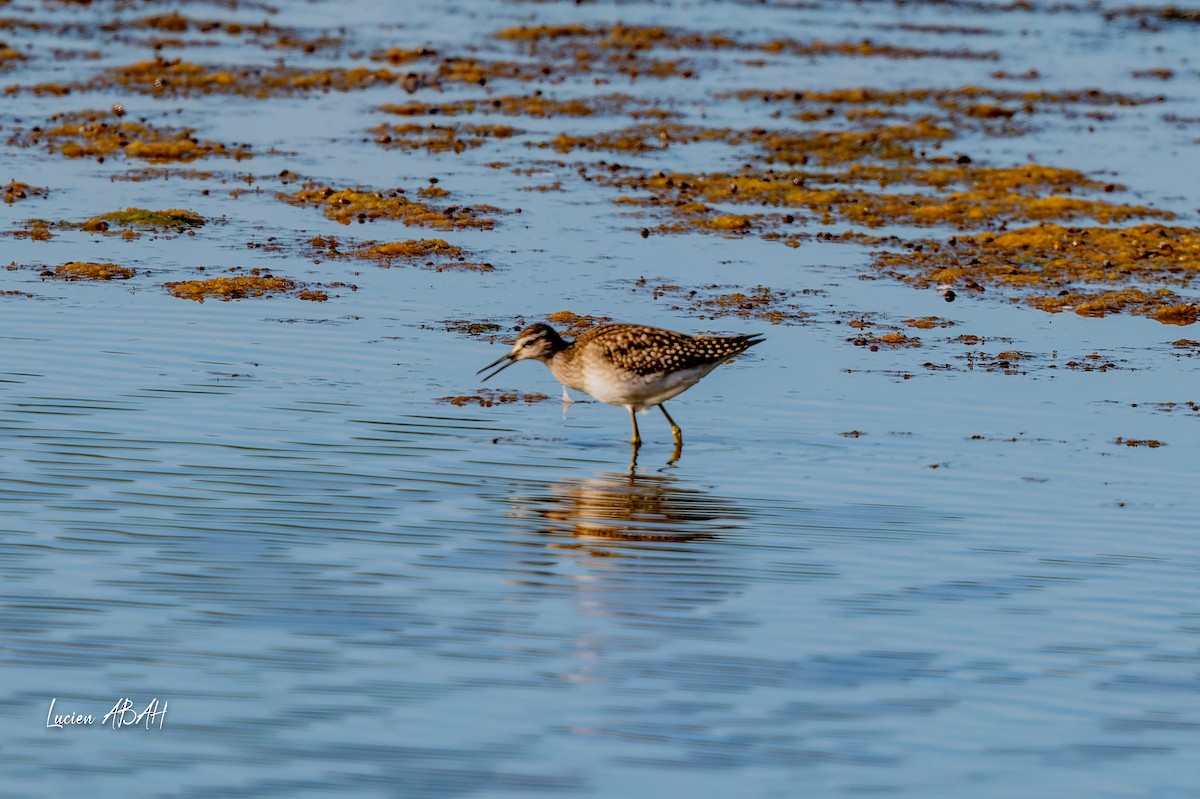 vodouš bahenní - ML644756808