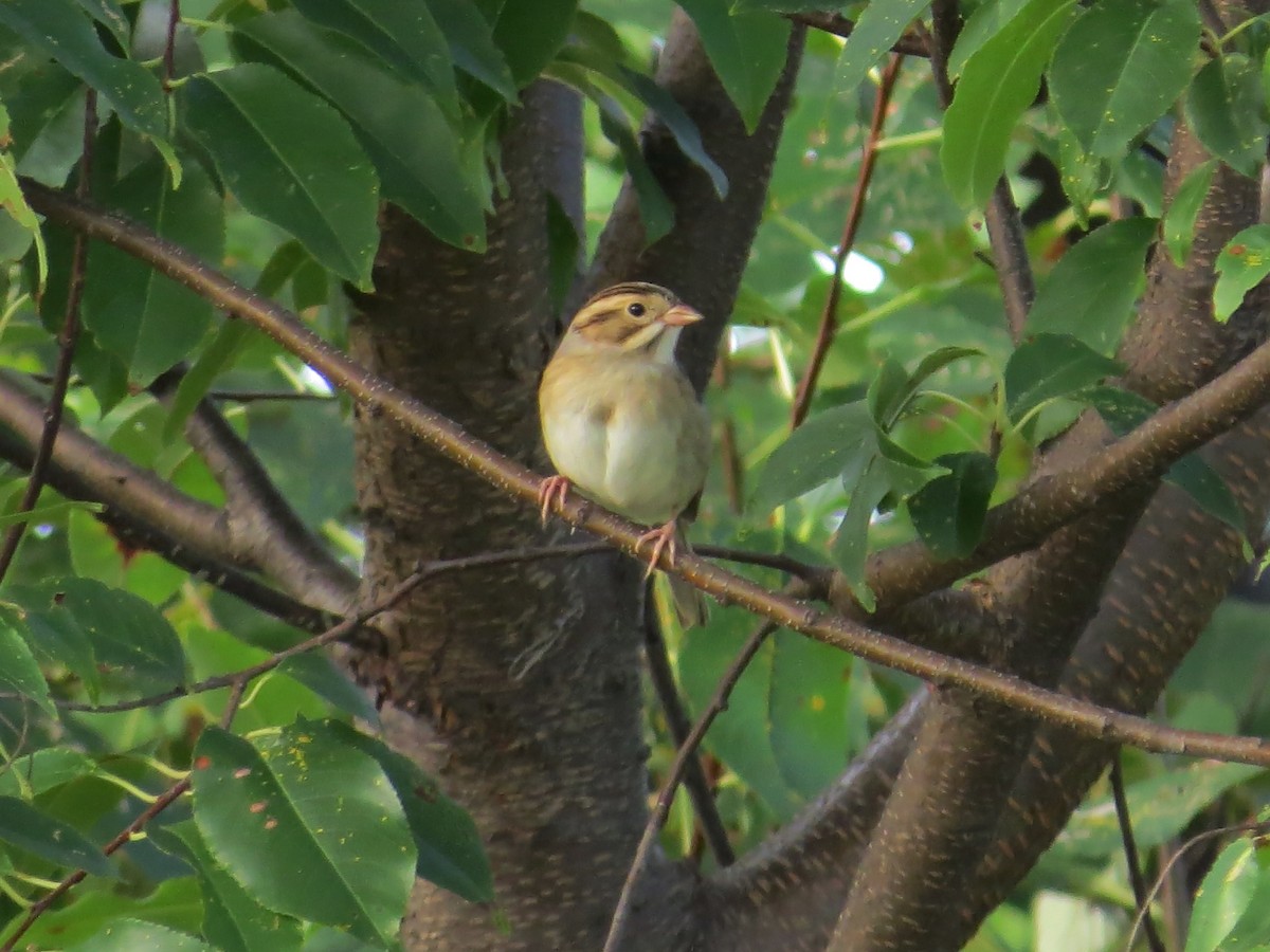 Bruant des plaines - ML644756817