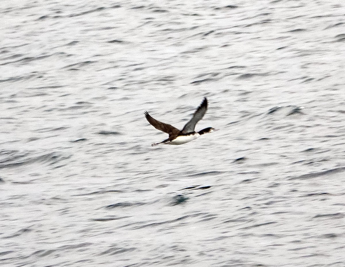 Aliota handia - ML644756818