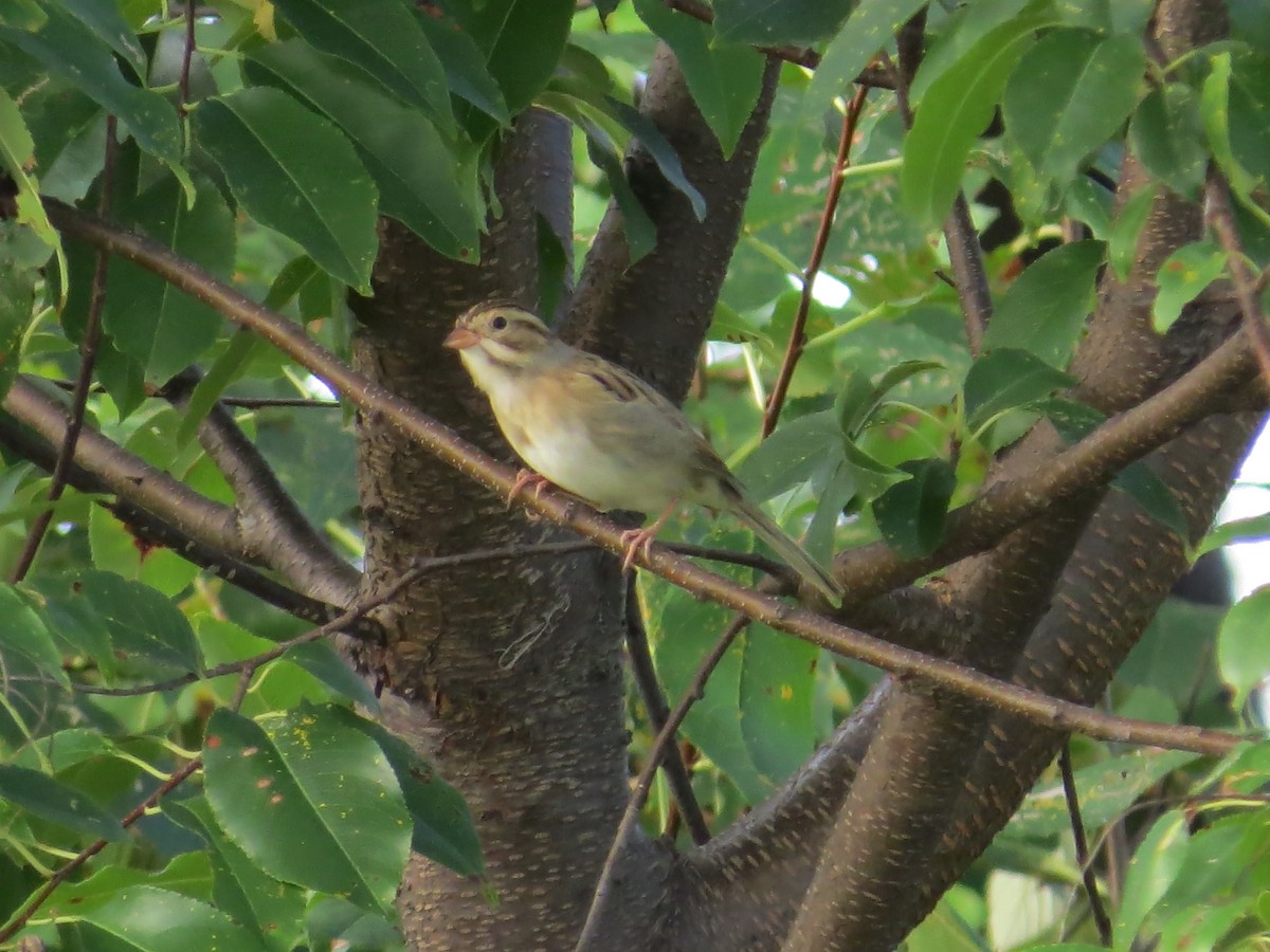 Bruant des plaines - ML644756819