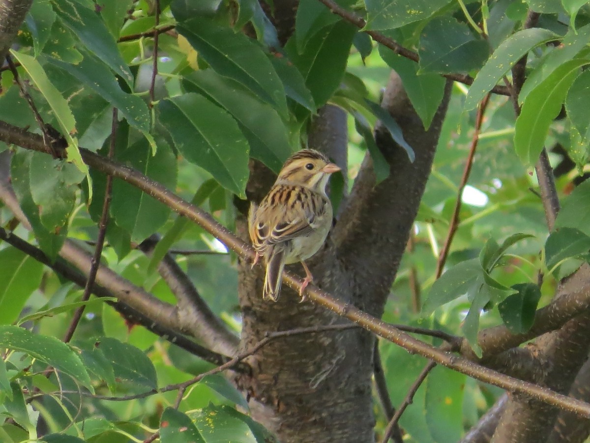 Bruant des plaines - ML644756820