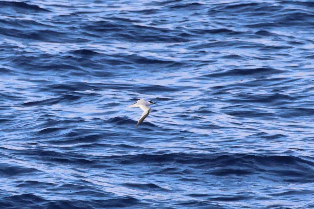 Saunders's Tern - ML644756850