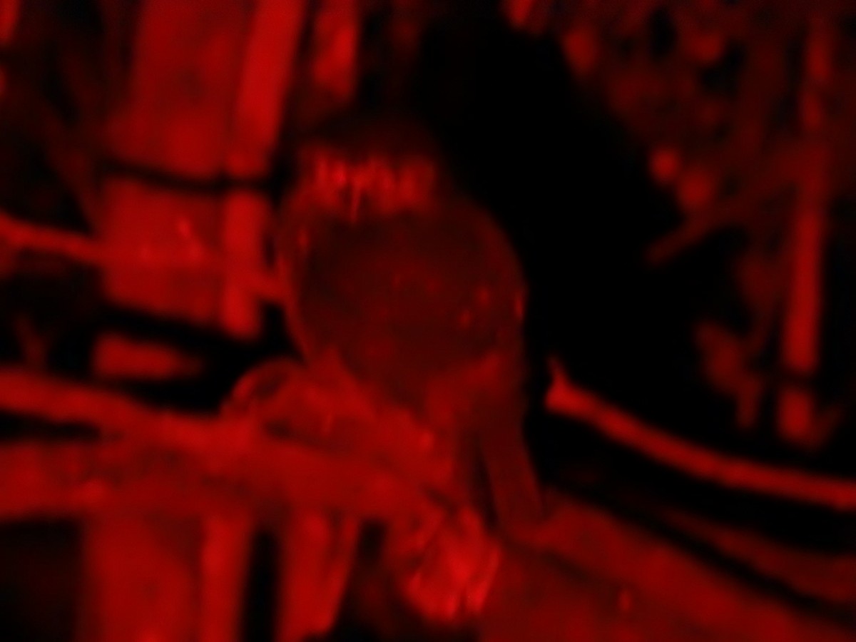 Kuckuckskauz - ML644756888