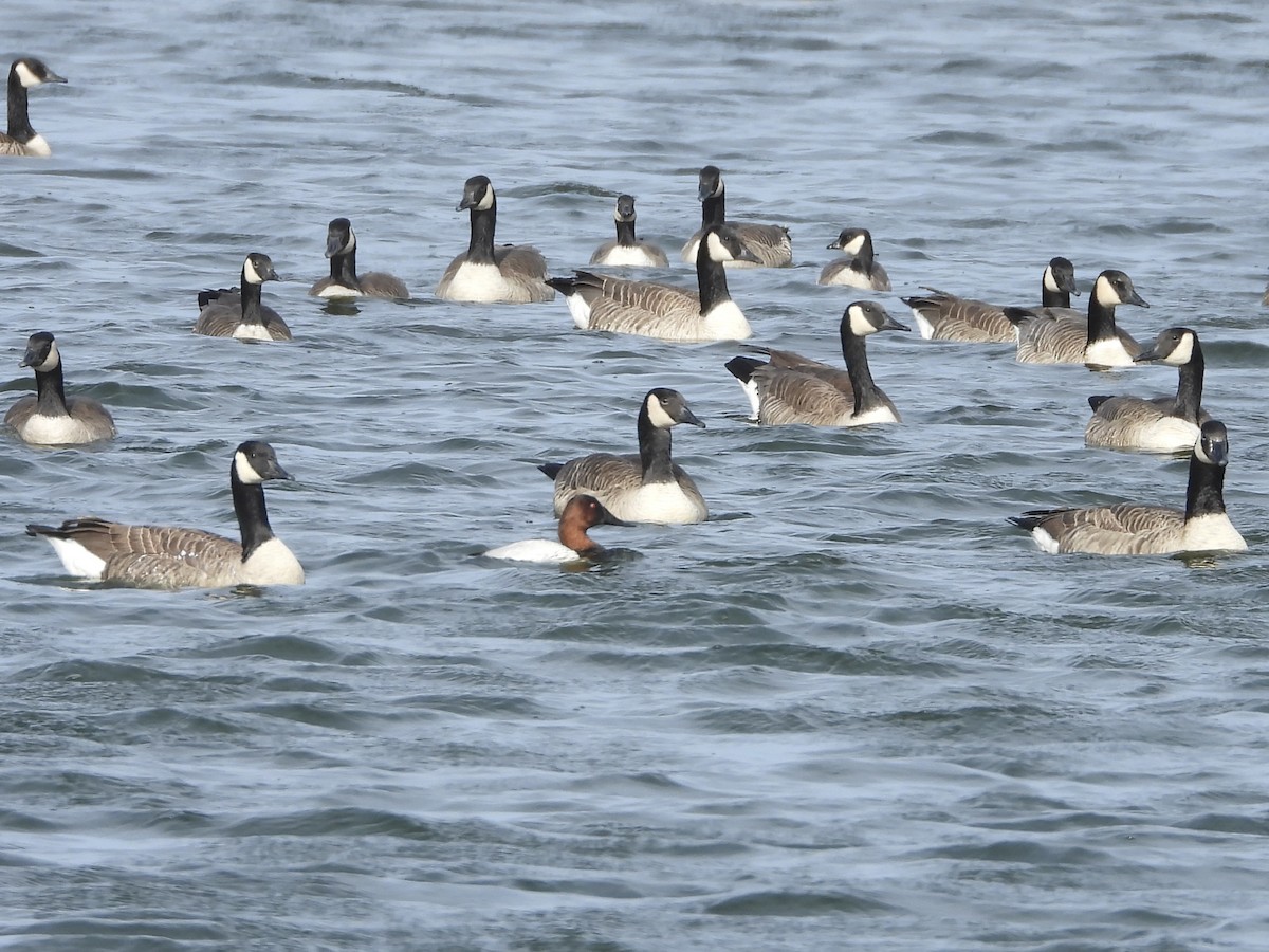 Murgilari bizkarzuria - ML644756890