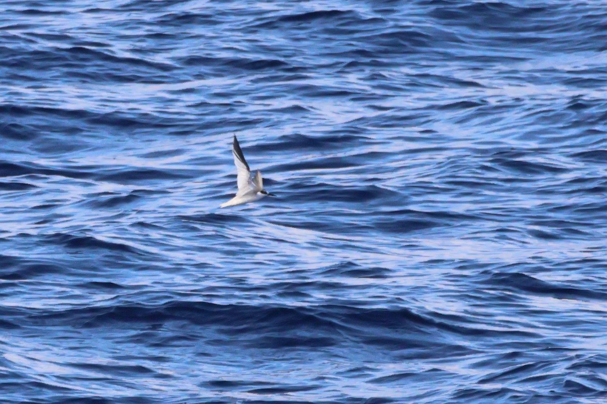 Saunders's Tern - ML644756891