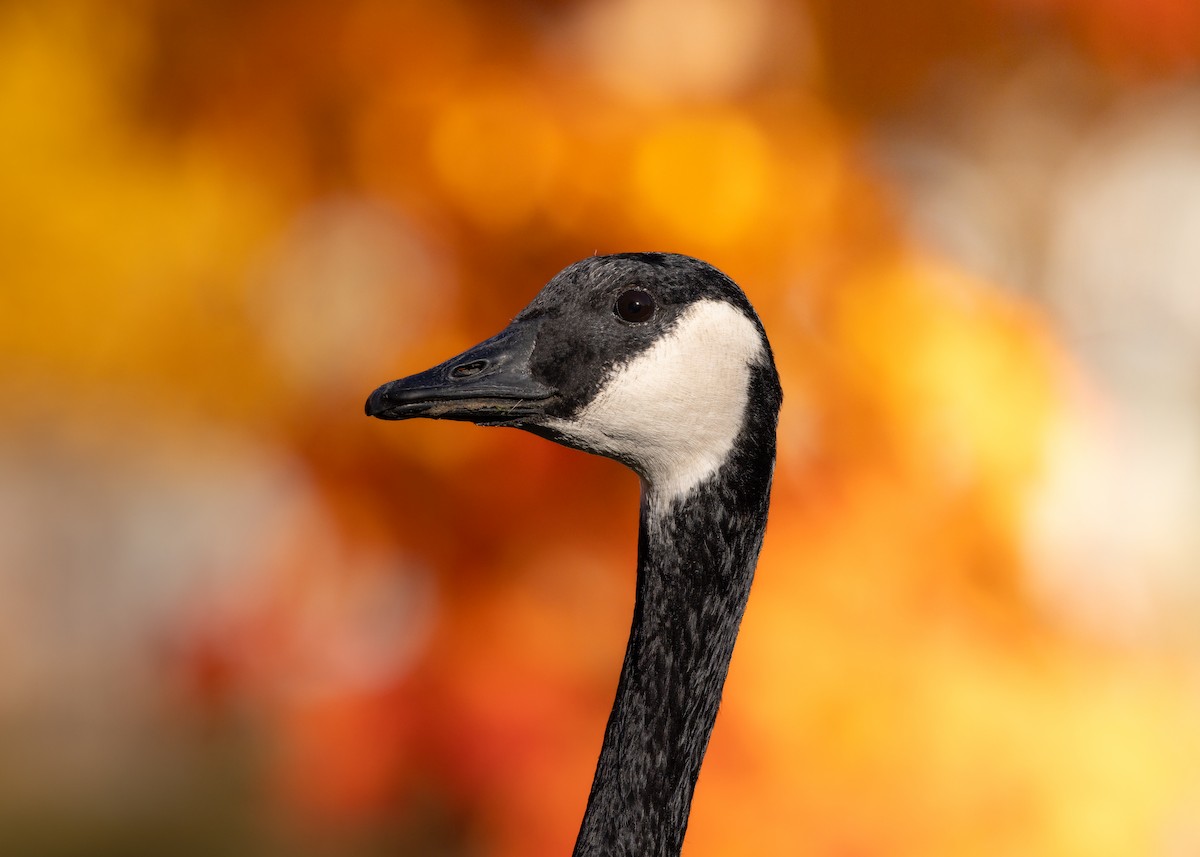 Canada Goose - ML644756895