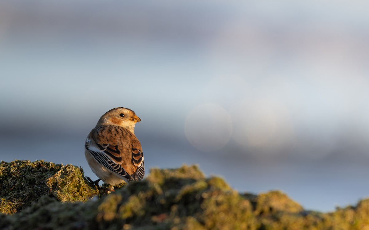 Snow Bunting - ML644756903