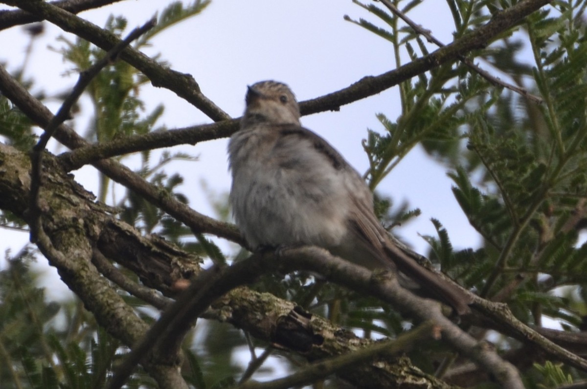 Spotted Flycatcher - ML644756904