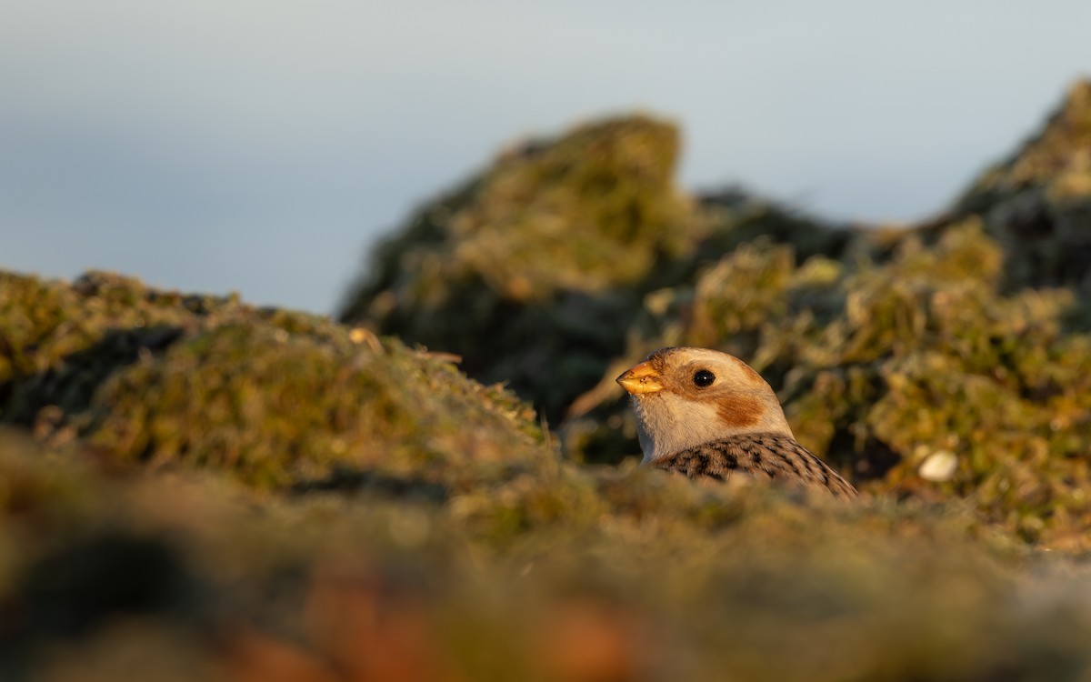 Snow Bunting - ML644756905
