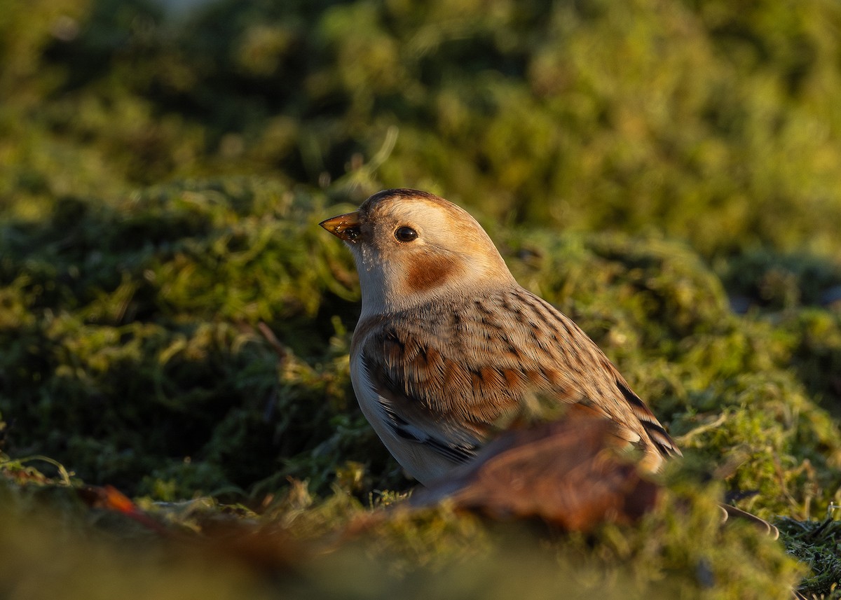 Snow Bunting - ML644756907