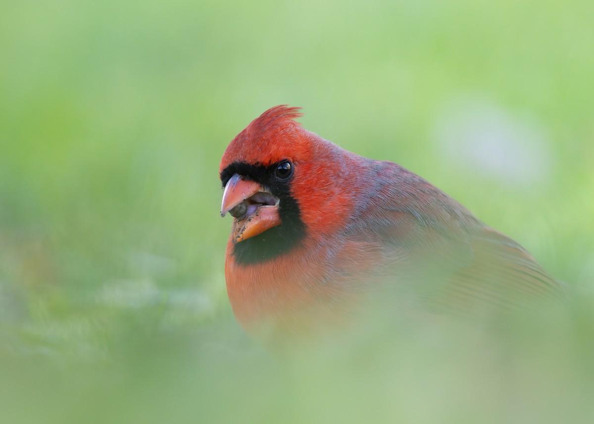 Northern Cardinal - ML644756911