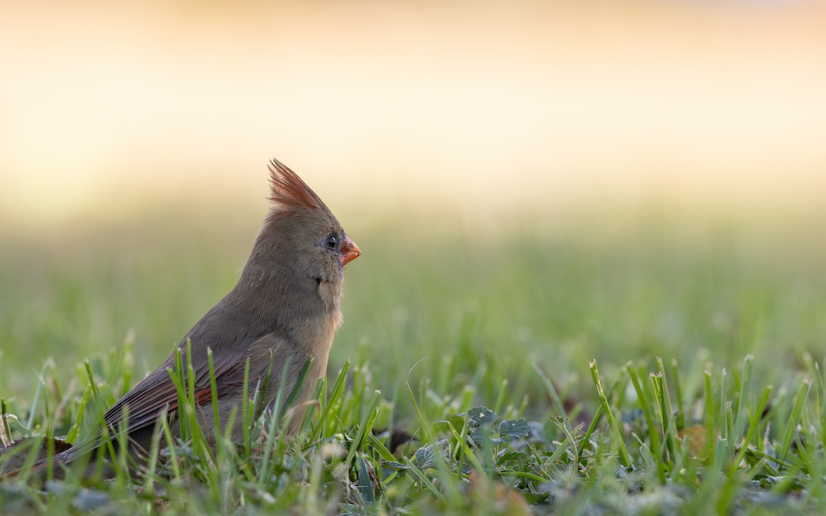 Northern Cardinal - ML644756912