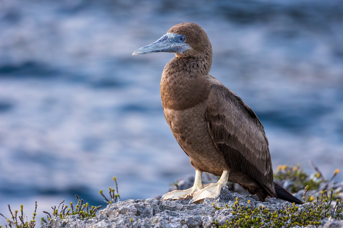 Brown Booby - ML644756918