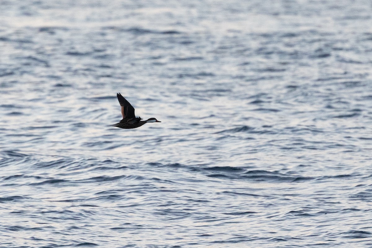 ホオジロオナガガモ - ML644756921