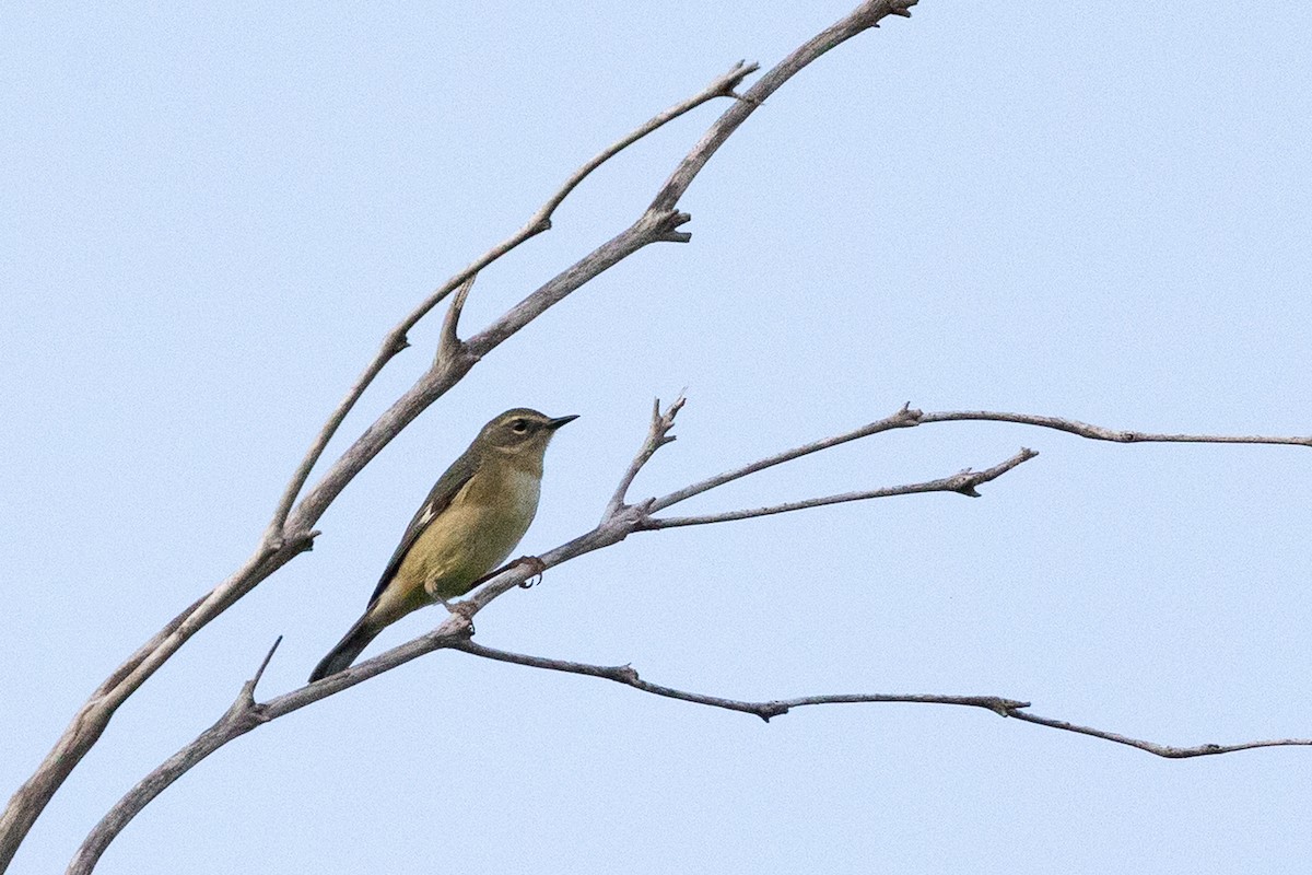 Black-throated Blue Warbler - ML644756928