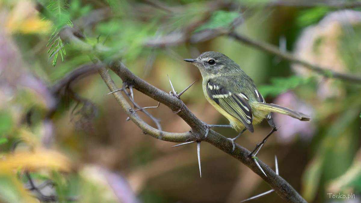 Mottle-cheeked Tyrannulet - ML644756933