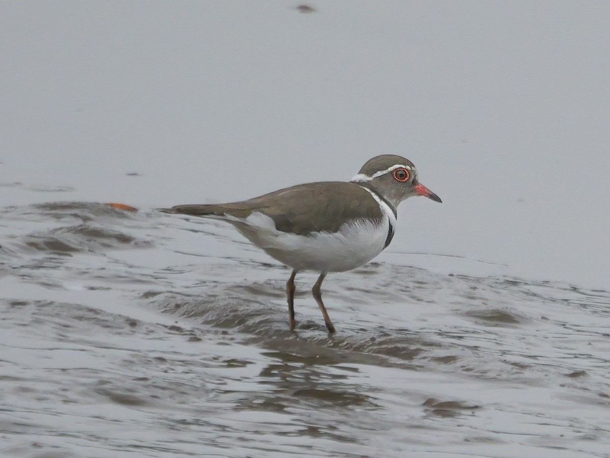 ミスジチドリ（tricollaris） - ML644756934