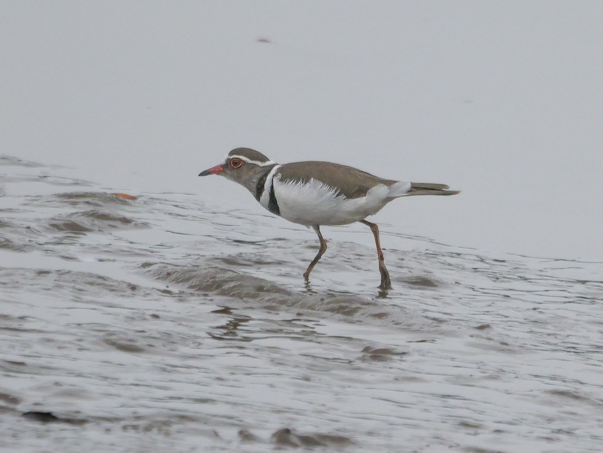 ミスジチドリ（tricollaris） - ML644756935