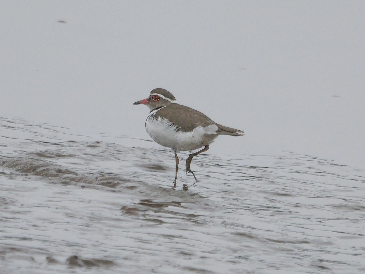ミスジチドリ（tricollaris） - ML644756936