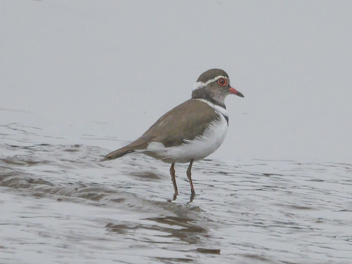 ミスジチドリ（tricollaris） - ML644756937