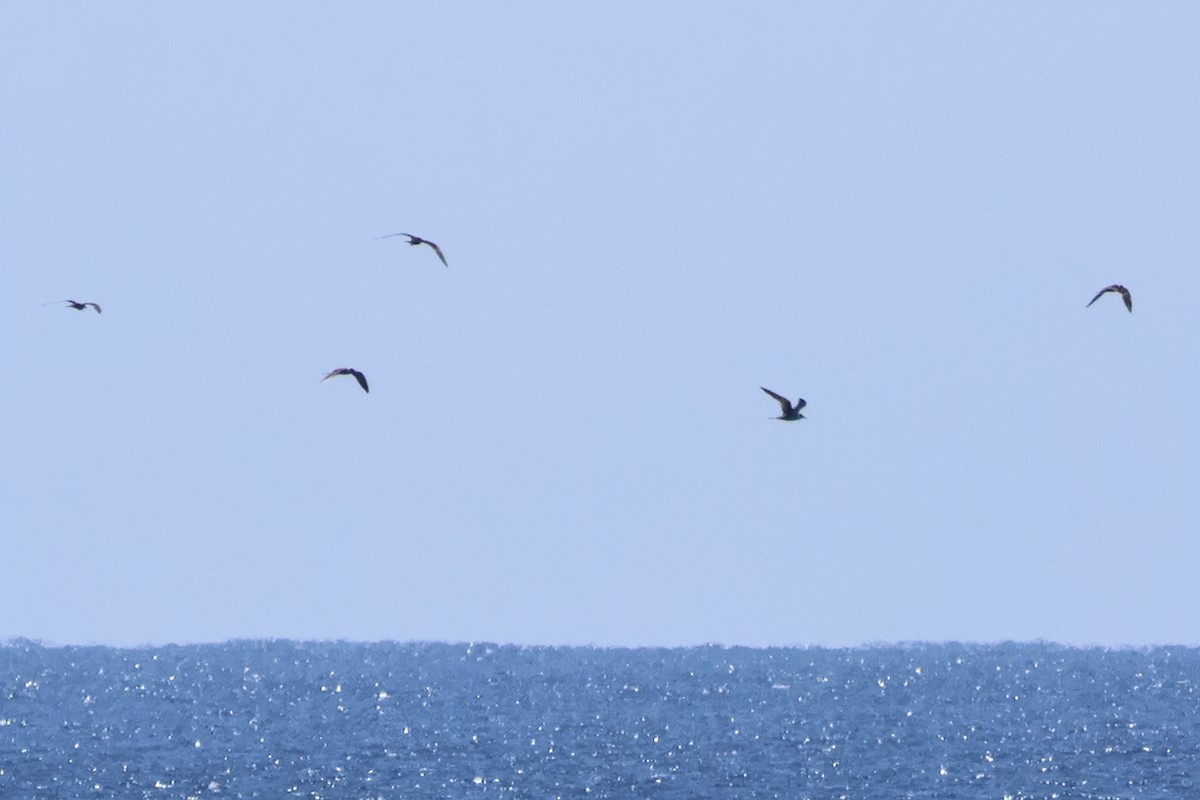 Txenada iluna - ML644756966