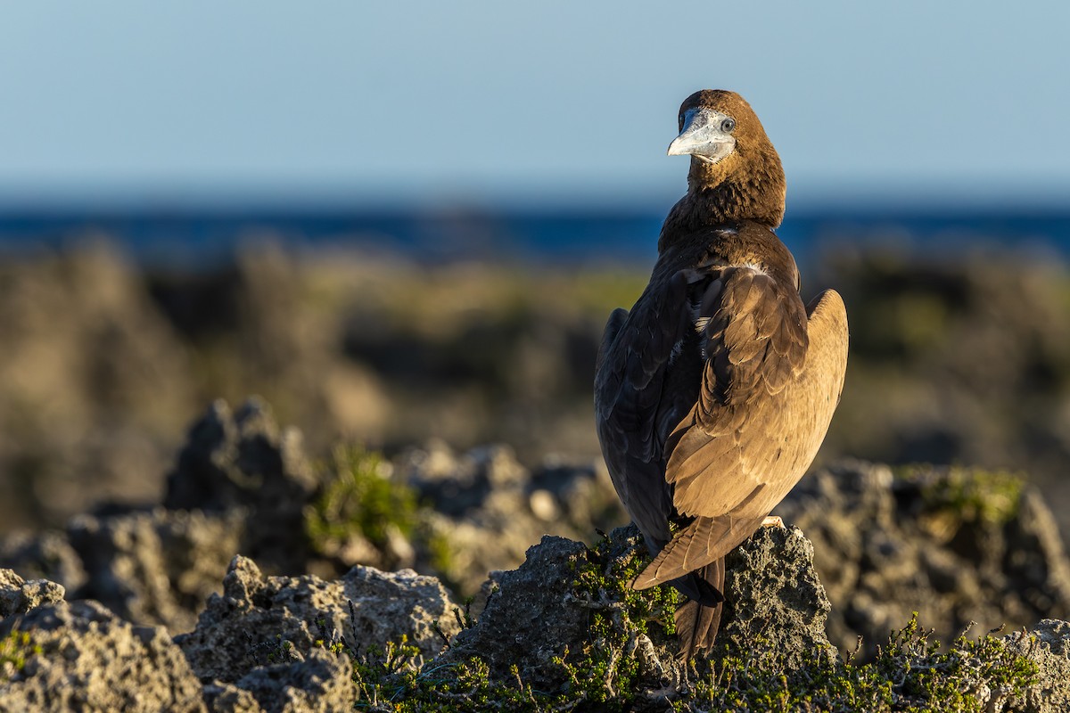 Brown Booby - ML644756970
