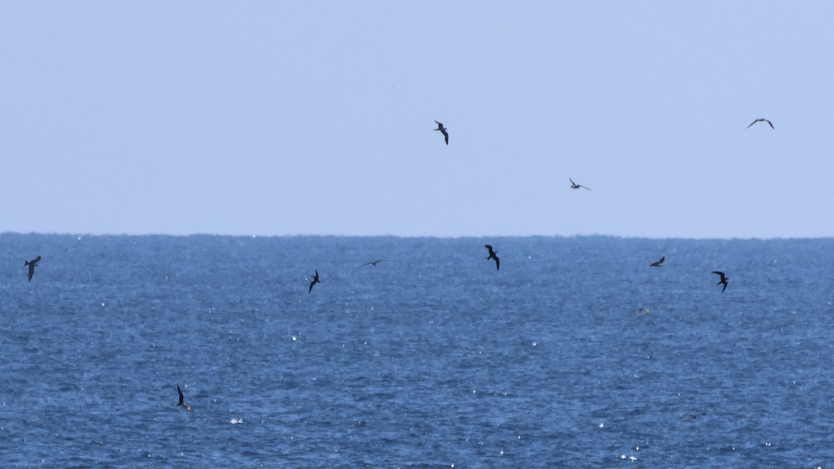 Txenada iluna - ML644756978