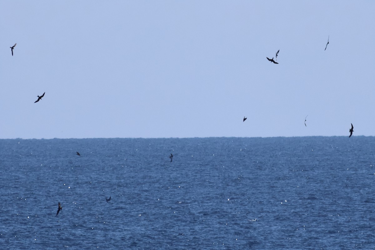 Txenada iluna - ML644756979