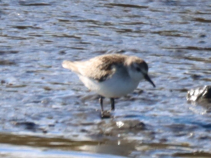 Weißbürzel-Strandläufer - ML644756995