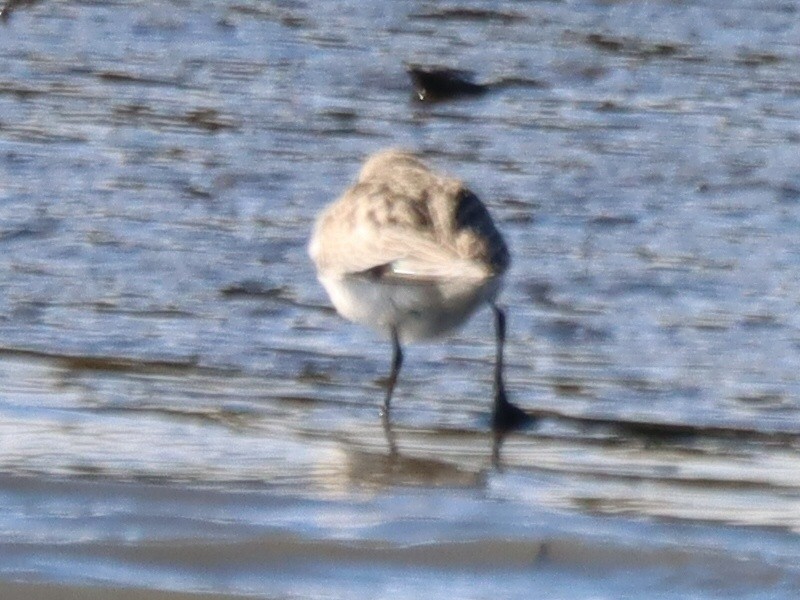 Weißbürzel-Strandläufer - ML644756996