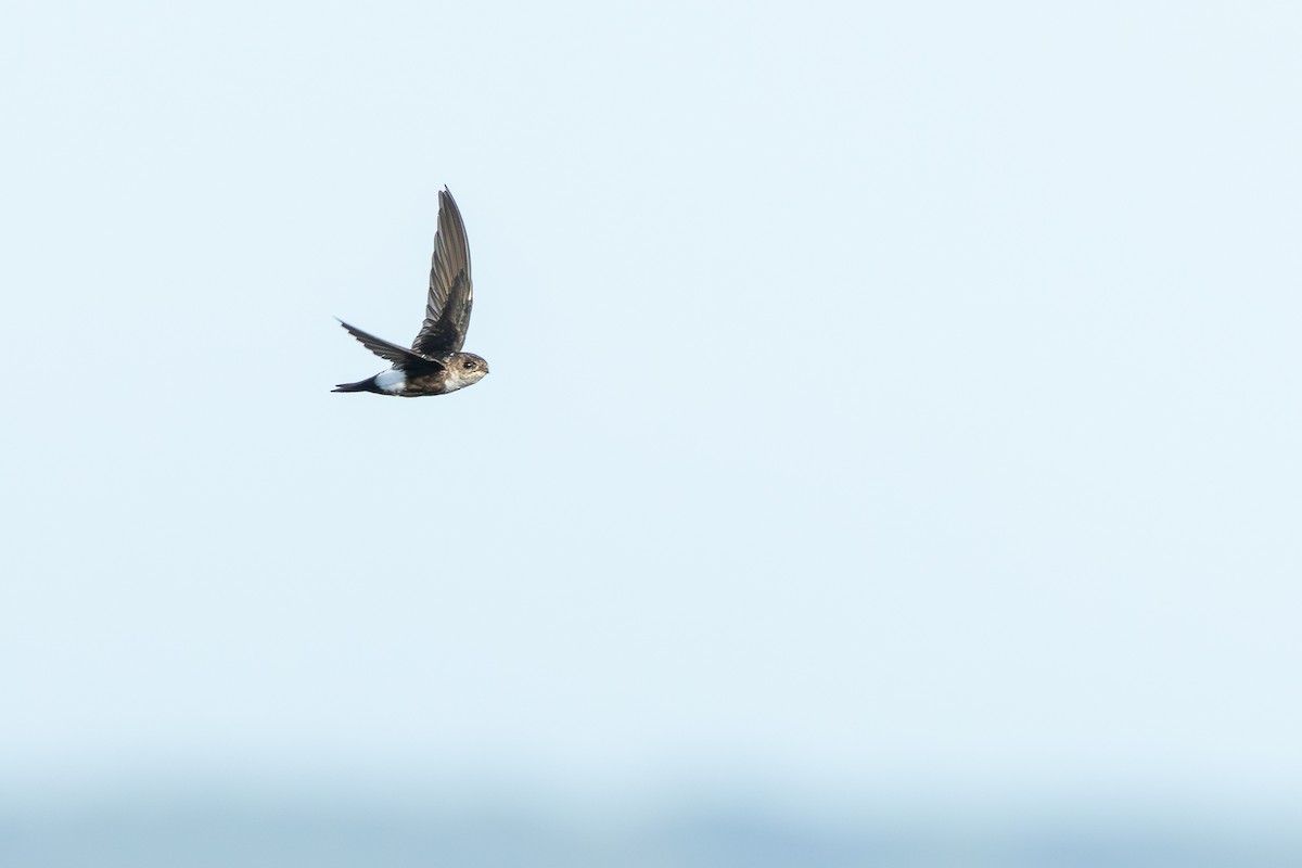 アメリカヤシアマツバメ - ML644757002