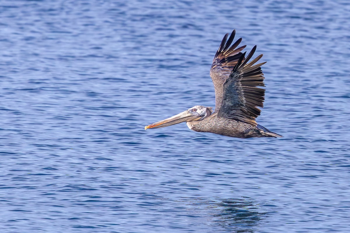 カッショクペリカン - ML644757006