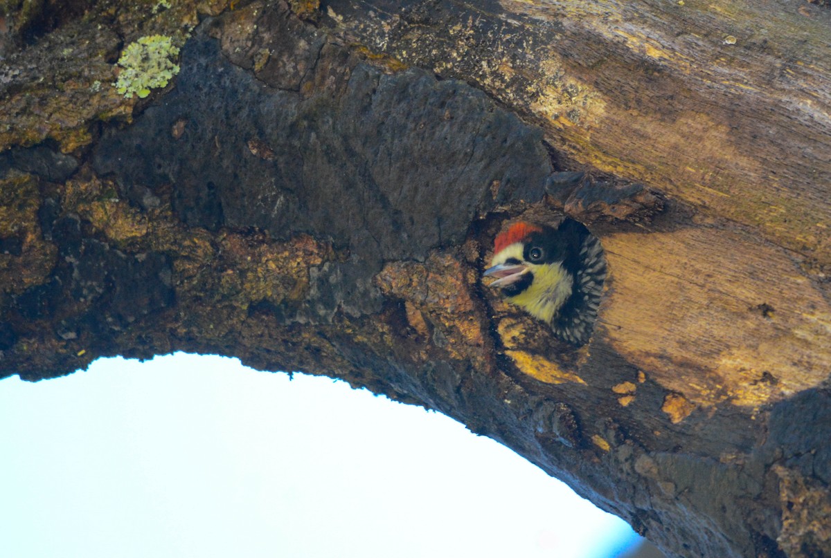 Pic glandivore - ML644757007