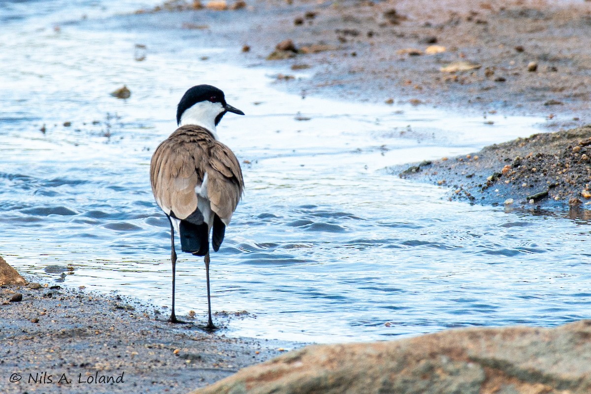 Vanneau à éperons - ML644757008