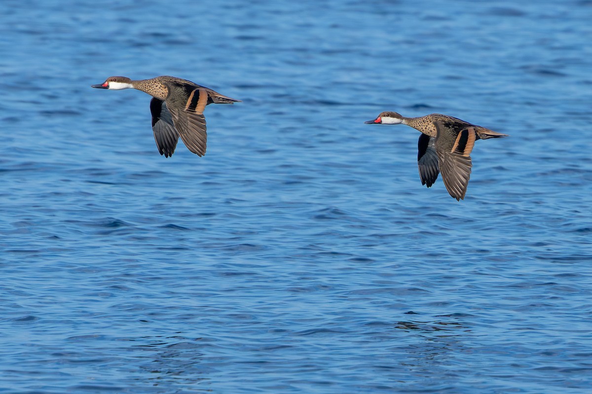 ホオジロオナガガモ - ML644757012