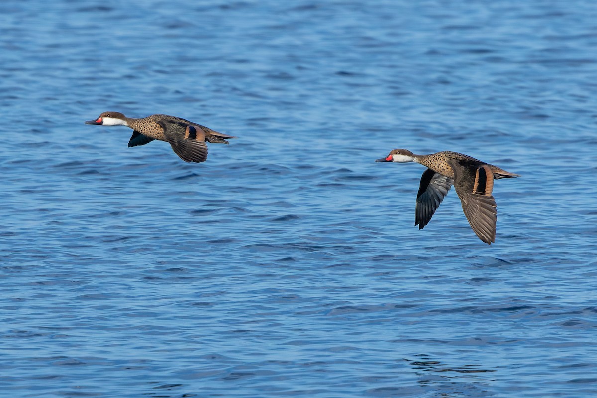 ホオジロオナガガモ - ML644757013