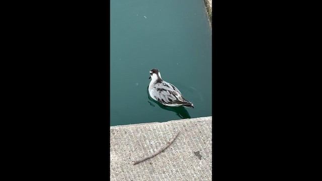 Miro rubisole - ML644757015