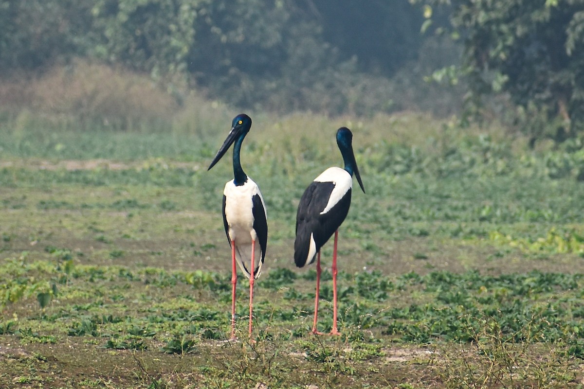 čáp černokrký - ML644757019