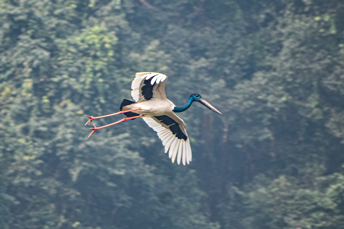 čáp černokrký - ML644757020