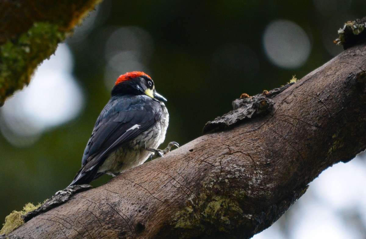 Pic glandivore - ML644757028