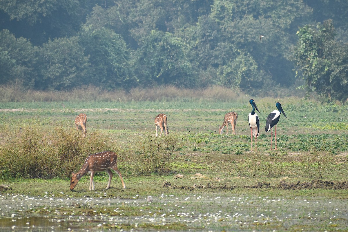 čáp černokrký - ML644757033