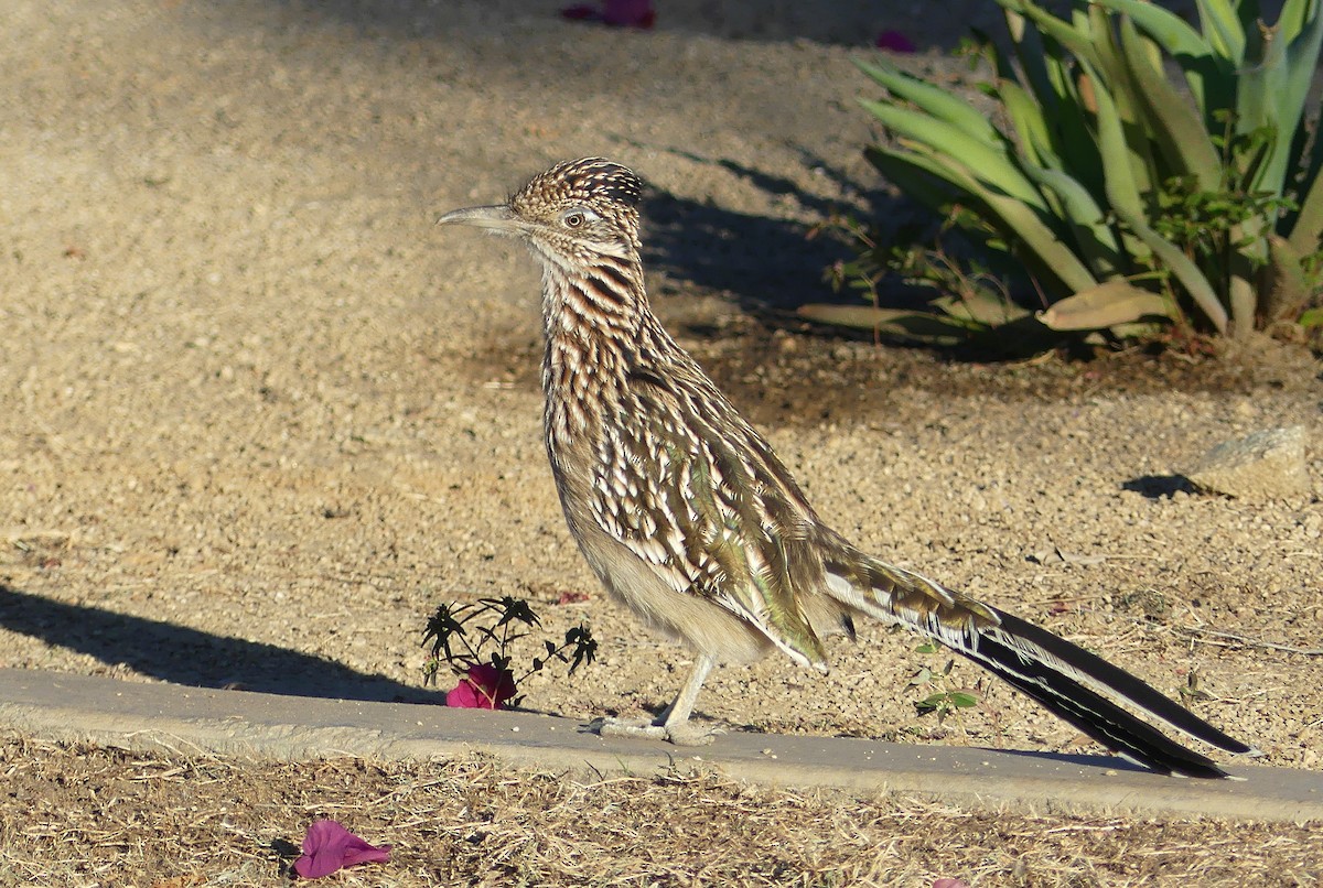 Greater Roadrunner - ML644757034