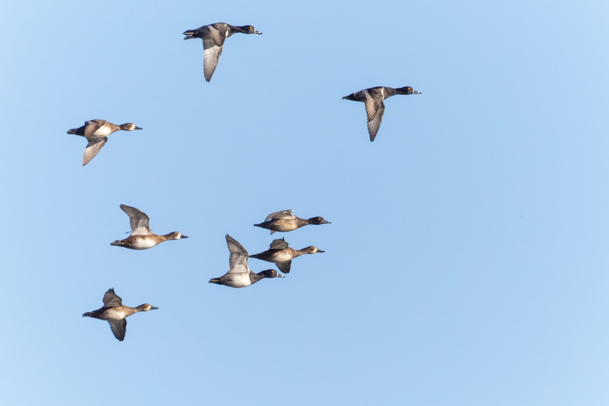 Ring-necked Duck - ML644757042