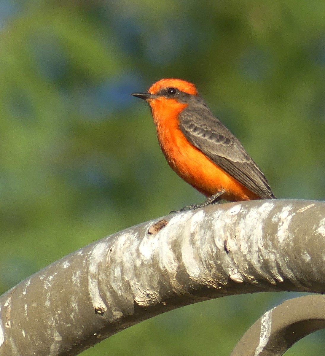 Vermilion Flycatcher - ML644757043