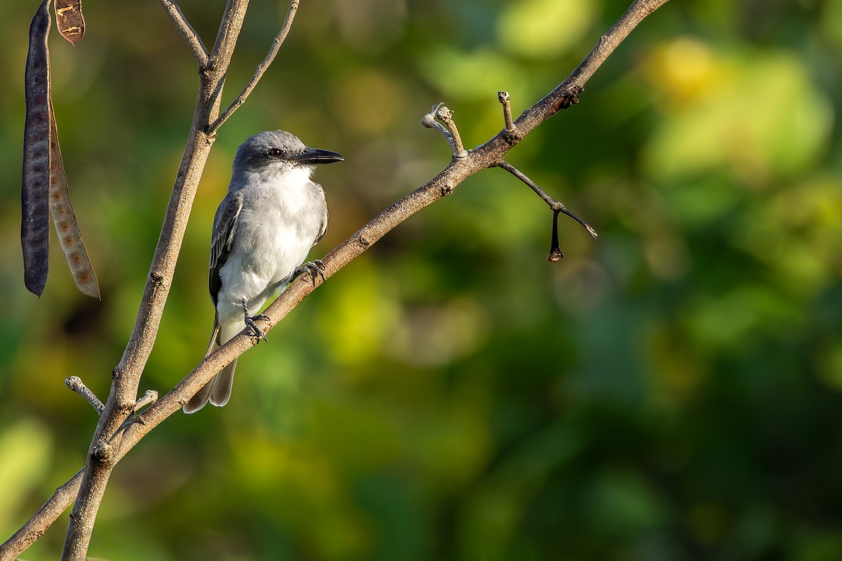 ハイイロタイランチョウ - ML644757046