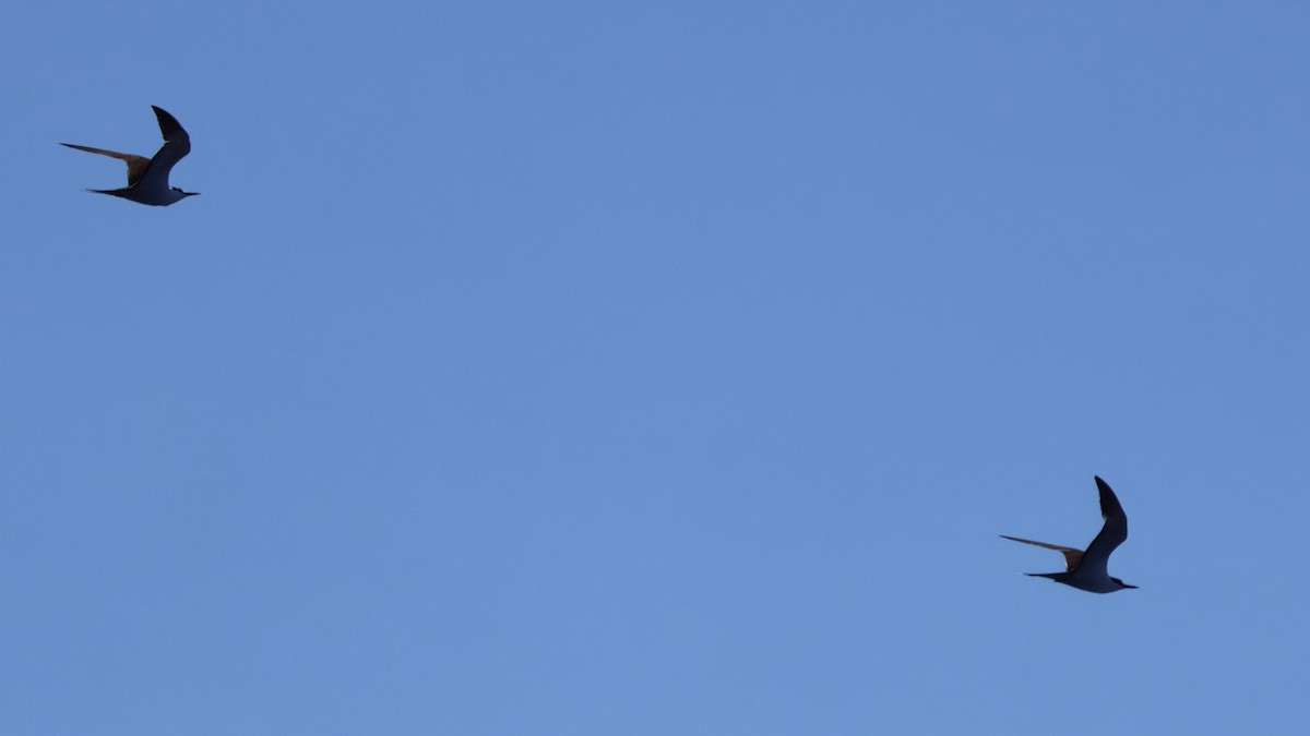 Txenada iluna - ML644757052