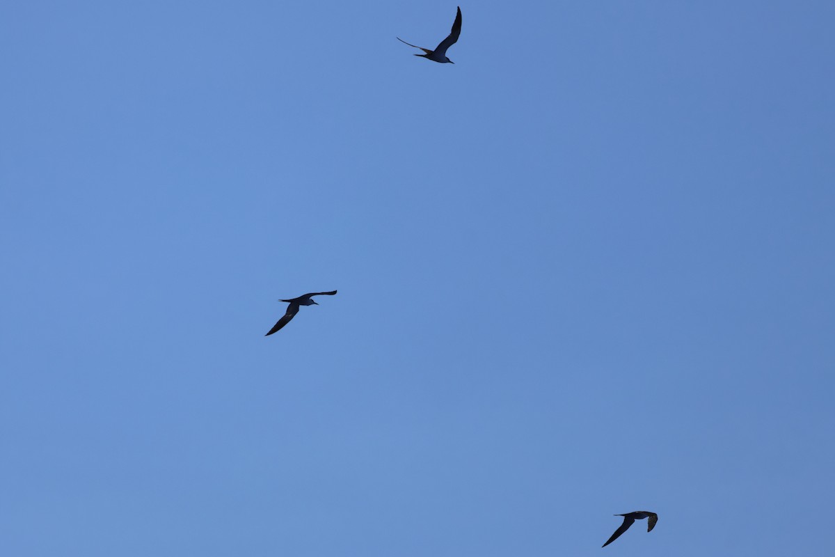 Txenada iluna - ML644757053