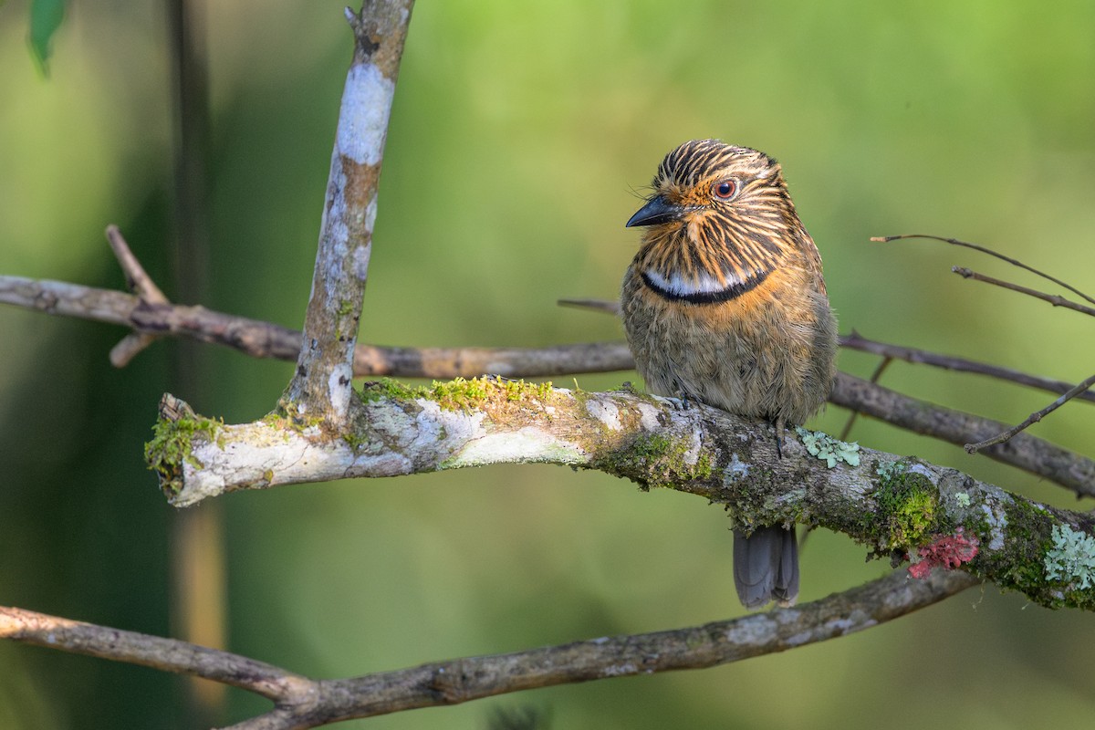 Crescent-chested Puffbird - ML644757056